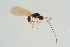  ( - BC-ZSM-HYM-25298-H05)  @13 [ ] CreativeCommons - Attribution Non-Commercial Share-Alike (2016) SNSB, Staatliche Naturwissenschaftliche Sammlungen Bayerns ZSM (SNSB, Zoologische Staatssammlung Muenchen)