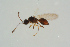  ( - BC-ZSM-HYM-25298-H10)  @13 [ ] CreativeCommons - Attribution Non-Commercial Share-Alike (2016) SNSB, Staatliche Naturwissenschaftliche Sammlungen Bayerns ZSM (SNSB, Zoologische Staatssammlung Muenchen)