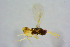  ( - BC-ZSM-HYM-25459-C03)  @13 [ ] CreativeCommons - Attribution Non-Commercial Share-Alike (2015) Stefan Schmidt SNSB, Zoologische Staatssammlung Muenchen