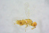  ( - BC-ZSM-HYM-25459-C08)  @13 [ ] CreativeCommons - Attribution Non-Commercial Share-Alike (2015) Stefan Schmidt SNSB, Zoologische Staatssammlung Muenchen