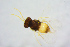  ( - BC-ZSM-HYM-25459-D06)  @12 [ ] CreativeCommons - Attribution Non-Commercial Share-Alike (2015) Stefan Schmidt SNSB, Zoologische Staatssammlung Muenchen