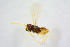  ( - BC-ZSM-HYM-25459-D07)  @12 [ ] CreativeCommons - Attribution Non-Commercial Share-Alike (2015) Stefan Schmidt SNSB, Zoologische Staatssammlung Muenchen