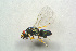  ( - BC-ZSM-HYM-25460-A01)  @12 [ ] CreativeCommons - Attribution Non-Commercial Share-Alike (2015) Stefan Schmidt SNSB, Zoologische Staatssammlung Muenchen