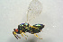  ( - BC-ZSM-HYM-25460-A04)  @13 [ ] CreativeCommons - Attribution Non-Commercial Share-Alike (2015) Stefan Schmidt SNSB, Zoologische Staatssammlung Muenchen