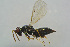  ( - BC-ZSM-HYM-25460-B08)  @13 [ ] CreativeCommons - Attribution Non-Commercial Share-Alike (2015) Stefan Schmidt SNSB, Zoologische Staatssammlung Muenchen