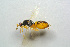  ( - BC-ZSM-HYM-25460-C10)  @13 [ ] CreativeCommons - Attribution Non-Commercial Share-Alike (2015) Stefan Schmidt SNSB, Zoologische Staatssammlung Muenchen