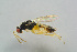  ( - BC-ZSM-HYM-25460-C11)  @13 [ ] CreativeCommons - Attribution Non-Commercial Share-Alike (2015) Stefan Schmidt SNSB, Zoologische Staatssammlung Muenchen