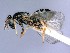 ( - BC-ZSM-HYM-25461-B11)  @14 [ ] CreativeCommons - Attribution Non-Commercial Share-Alike (2016) SNSB, Staatliche Naturwissenschaftliche Sammlungen Bayerns ZSM (SNSB, Zoologische Staatssammlung Muenchen)
