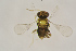  (Encarsia guadeloupae - BC-ZSM-HYM-25463-C06)  @13 [ ] CreativeCommons - Attribution Non-Commercial Share-Alike (2016) SNSB, Staatliche Naturwissenschaftliche Sammlungen Bayerns ZSM (SNSB, Zoologische Staatssammlung Muenchen)