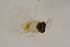  (Encarsia megara - BC-ZSM-HYM-25463-C07)  @12 [ ] CreativeCommons - Attribution Non-Commercial Share-Alike (2016) SNSB, Staatliche Naturwissenschaftliche Sammlungen Bayerns ZSM (SNSB, Zoologische Staatssammlung Muenchen)