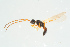  (Diapria cava - BC-ZSM-HYM-25934-A07)  @11 [ ] CreativeCommons - Attribution Non-Commercial Share-Alike (2016) SNSB, Staatliche Naturwissenschaftliche Sammlungen Bayerns ZSM (SNSB, Zoologische Staatssammlung Muenchen)