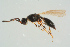 (Trichopria fucicola - BC-ZSM-HYM-25934-B11)  @14 [ ] CreativeCommons - Attribution Non-Commercial Share-Alike (2016) SNSB, Staatliche Naturwissenschaftliche Sammlungen Bayerns ZSM (SNSB, Zoologische Staatssammlung Muenchen)