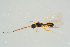  ( - BC-ZSM-HYM-25934-D04)  @13 [ ] CreativeCommons - Attribution Non-Commercial Share-Alike (2016) SNSB, Staatliche Naturwissenschaftliche Sammlungen Bayerns ZSM (SNSB, Zoologische Staatssammlung Muenchen)