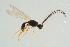  ( - BC-ZSM-HYM-25934-D06)  @12 [ ] CreativeCommons - Attribution Non-Commercial Share-Alike (2016) SNSB, Staatliche Naturwissenschaftliche Sammlungen Bayerns ZSM (SNSB, Zoologische Staatssammlung Muenchen)