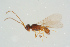  ( - BC-ZSM-HYM-25934-E02)  @11 [ ] CreativeCommons - Attribution Non-Commercial Share-Alike (2016) SNSB, Staatliche Naturwissenschaftliche Sammlungen Bayerns ZSM (SNSB, Zoologische Staatssammlung Muenchen)