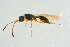  ( - BC-ZSM-HYM-25934-E11)  @14 [ ] CreativeCommons - Attribution Non-Commercial Share-Alike (2016) SNSB, Staatliche Naturwissenschaftliche Sammlungen Bayerns ZSM (SNSB, Zoologische Staatssammlung Muenchen)