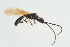  (Psilus cornutus - BC-ZSM-HYM-25934-F01)  @11 [ ] CreativeCommons - Attribution Non-Commercial Share-Alike (2016) SNSB, Staatliche Naturwissenschaftliche Sammlungen Bayerns ZSM (SNSB, Zoologische Staatssammlung Muenchen)