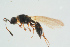  ( - BC-ZSM-HYM-25934-F12)  @13 [ ] CreativeCommons - Attribution Non-Commercial Share-Alike (2016) SNSB, Staatliche Naturwissenschaftliche Sammlungen Bayerns ZSM (SNSB, Zoologische Staatssammlung Muenchen)
