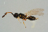  ( - BC-ZSM-HYM-25934-G09)  @11 [ ] CreativeCommons - Attribution Non-Commercial Share-Alike (2016) SNSB, Staatliche Naturwissenschaftliche Sammlungen Bayerns ZSM (SNSB, Zoologische Staatssammlung Muenchen)