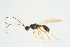 ( - BC-ZSM-HYM-25934-H07)  @11 [ ] CreativeCommons - Attribution Non-Commercial Share-Alike (2016) SNSB, Staatliche Naturwissenschaftliche Sammlungen Bayerns ZSM (SNSB, Zoologische Staatssammlung Muenchen)
