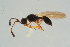  ( - BC-ZSM-HYM-25935-A03)  @14 [ ] CreativeCommons - Attribution Non-Commercial Share-Alike (2016) SNSB, Staatliche Naturwissenschaftliche Sammlungen Bayerns ZSM (SNSB, Zoologische Staatssammlung Muenchen)