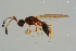  ( - BC-ZSM-HYM-25935-A04)  @14 [ ] CreativeCommons - Attribution Non-Commercial Share-Alike (2016) SNSB, Staatliche Naturwissenschaftliche Sammlungen Bayerns ZSM (SNSB, Zoologische Staatssammlung Muenchen)