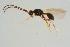  (Trichopria subimpressa - BC-ZSM-HYM-25935-A07)  @12 [ ] CreativeCommons - Attribution Non-Commercial Share-Alike (2016) SNSB, Staatliche Naturwissenschaftliche Sammlungen Bayerns ZSM (SNSB, Zoologische Staatssammlung Muenchen)