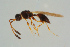  (Trichopria tritoma - BC-ZSM-HYM-25935-A09)  @14 [ ] CreativeCommons - Attribution Non-Commercial Share-Alike (2016) SNSB, Staatliche Naturwissenschaftliche Sammlungen Bayerns ZSM (SNSB, Zoologische Staatssammlung Muenchen)