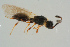  ( - BC-ZSM-HYM-25935-B05)  @13 [ ] CreativeCommons - Attribution Non-Commercial Share-Alike (2016) SNSB, Staatliche Naturwissenschaftliche Sammlungen Bayerns ZSM (SNSB, Zoologische Staatssammlung Muenchen)