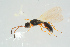  ( - BC-ZSM-HYM-25935-C02)  @11 [ ] CreativeCommons - Attribution Non-Commercial Share-Alike (2016) SNSB, Staatliche Naturwissenschaftliche Sammlungen Bayerns ZSM (SNSB, Zoologische Staatssammlung Muenchen)