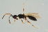  ( - BC-ZSM-HYM-25935-C04)  @13 [ ] CreativeCommons - Attribution Non-Commercial Share-Alike (2016) SNSB, Staatliche Naturwissenschaftliche Sammlungen Bayerns ZSM (SNSB, Zoologische Staatssammlung Muenchen)