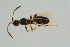  ( - BC-ZSM-HYM-25935-C05)  @13 [ ] CreativeCommons - Attribution Non-Commercial Share-Alike (2016) SNSB, Staatliche Naturwissenschaftliche Sammlungen Bayerns ZSM (SNSB, Zoologische Staatssammlung Muenchen)