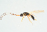  ( - BC-ZSM-HYM-25935-C07)  @14 [ ] CreativeCommons - Attribution Non-Commercial Share-Alike (2016) SNSB, Staatliche Naturwissenschaftliche Sammlungen Bayerns ZSM (SNSB, Zoologische Staatssammlung Muenchen)