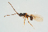 ( - BC-ZSM-HYM-25935-D02)  @12 [ ] CreativeCommons - Attribution Non-Commercial Share-Alike (2016) SNSB, Staatliche Naturwissenschaftliche Sammlungen Bayerns ZSM (SNSB, Zoologische Staatssammlung Muenchen)