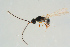  ( - BC-ZSM-HYM-25935-D07)  @12 [ ] CreativeCommons - Attribution Non-Commercial Share-Alike (2016) SNSB, Staatliche Naturwissenschaftliche Sammlungen Bayerns ZSM (SNSB, Zoologische Staatssammlung Muenchen)