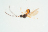  ( - BC-ZSM-HYM-25935-E06)  @13 [ ] CreativeCommons - Attribution Non-Commercial Share-Alike (2016) SNSB, Staatliche Naturwissenschaftliche Sammlungen Bayerns ZSM (SNSB, Zoologische Staatssammlung Muenchen)