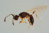  ( - BC-ZSM-HYM-25935-G02)  @13 [ ] CreativeCommons - Attribution Non-Commercial Share-Alike (2016) SNSB, Staatliche Naturwissenschaftliche Sammlungen Bayerns ZSM (SNSB, Zoologische Staatssammlung Muenchen)