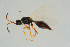  ( - BC-ZSM-HYM-25935-G03)  @13 [ ] CreativeCommons - Attribution Non-Commercial Share-Alike (2016) SNSB, Staatliche Naturwissenschaftliche Sammlungen Bayerns ZSM (SNSB, Zoologische Staatssammlung Muenchen)