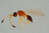  (Trichopria prema - BC-ZSM-HYM-25935-G08)  @13 [ ] CreativeCommons - Attribution Non-Commercial Share-Alike (2016) SNSB, Staatliche Naturwissenschaftliche Sammlungen Bayerns ZSM (SNSB, Zoologische Staatssammlung Muenchen)