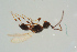  ( - BC-ZSM-HYM-25935-H06)  @14 [ ] CreativeCommons - Attribution Non-Commercial Share-Alike (2016) SNSB, Staatliche Naturwissenschaftliche Sammlungen Bayerns ZSM (SNSB, Zoologische Staatssammlung Muenchen)