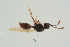  ( - BC-ZSM-HYM-25935-H09)  @13 [ ] CreativeCommons - Attribution Non-Commercial Share-Alike (2016) SNSB, Staatliche Naturwissenschaftliche Sammlungen Bayerns ZSM (SNSB, Zoologische Staatssammlung Muenchen)