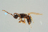  ( - BC-ZSM-HYM-25935-H10)  @13 [ ] CreativeCommons - Attribution Non-Commercial Share-Alike (2016) SNSB, Staatliche Naturwissenschaftliche Sammlungen Bayerns ZSM (SNSB, Zoologische Staatssammlung Muenchen)