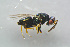  ( - BC-ZSM-HYM-26562-C08)  @13 [ ] CreativeCommons - Attribution Non-Commercial Share-Alike (2015) Stefan Schmidt SNSB, Zoologische Staatssammlung Muenchen