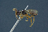  ( - BC-ZSM-HYM-26827-B12)  @11 [ ] CreativeCommons - Attribution Non-Commercial Share-Alike (2016) SNSB, Staatliche Naturwissenschaftliche Sammlungen Bayerns ZSM (SNSB, Zoologische Staatssammlung Muenchen)