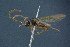  ( - BC-ZSM-HYM-26827-C01)  @11 [ ] CreativeCommons - Attribution Non-Commercial Share-Alike (2016) SNSB, Staatliche Naturwissenschaftliche Sammlungen Bayerns ZSM (SNSB, Zoologische Staatssammlung Muenchen)