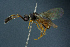  (Basalys erythropus - BC-ZSM-HYM-26827-C03)  @11 [ ] CreativeCommons - Attribution Non-Commercial Share-Alike (2016) SNSB, Staatliche Naturwissenschaftliche Sammlungen Bayerns ZSM (SNSB, Zoologische Staatssammlung Muenchen)