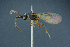  (Basalys singularis - BC-ZSM-HYM-26827-C07)  @11 [ ] CreativeCommons - Attribution Non-Commercial Share-Alike (2016) SNSB, Staatliche Naturwissenschaftliche Sammlungen Bayerns ZSM (SNSB, Zoologische Staatssammlung Muenchen)
