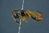  (Basalys tuberculatus - BC-ZSM-HYM-26827-C09)  @11 [ ] CreativeCommons - Attribution Non-Commercial Share-Alike (2016) SNSB, Staatliche Naturwissenschaftliche Sammlungen Bayerns ZSM (SNSB, Zoologische Staatssammlung Muenchen)