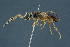  ( - BC-ZSM-HYM-26827-C10)  @11 [ ] CreativeCommons - Attribution Non-Commercial Share-Alike (2016) SNSB, Staatliche Naturwissenschaftliche Sammlungen Bayerns ZSM (SNSB, Zoologische Staatssammlung Muenchen)