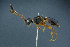  ( - BC-ZSM-HYM-26827-C11)  @11 [ ] CreativeCommons - Attribution Non-Commercial Share-Alike (2016) SNSB, Staatliche Naturwissenschaftliche Sammlungen Bayerns ZSM (SNSB, Zoologische Staatssammlung Muenchen)